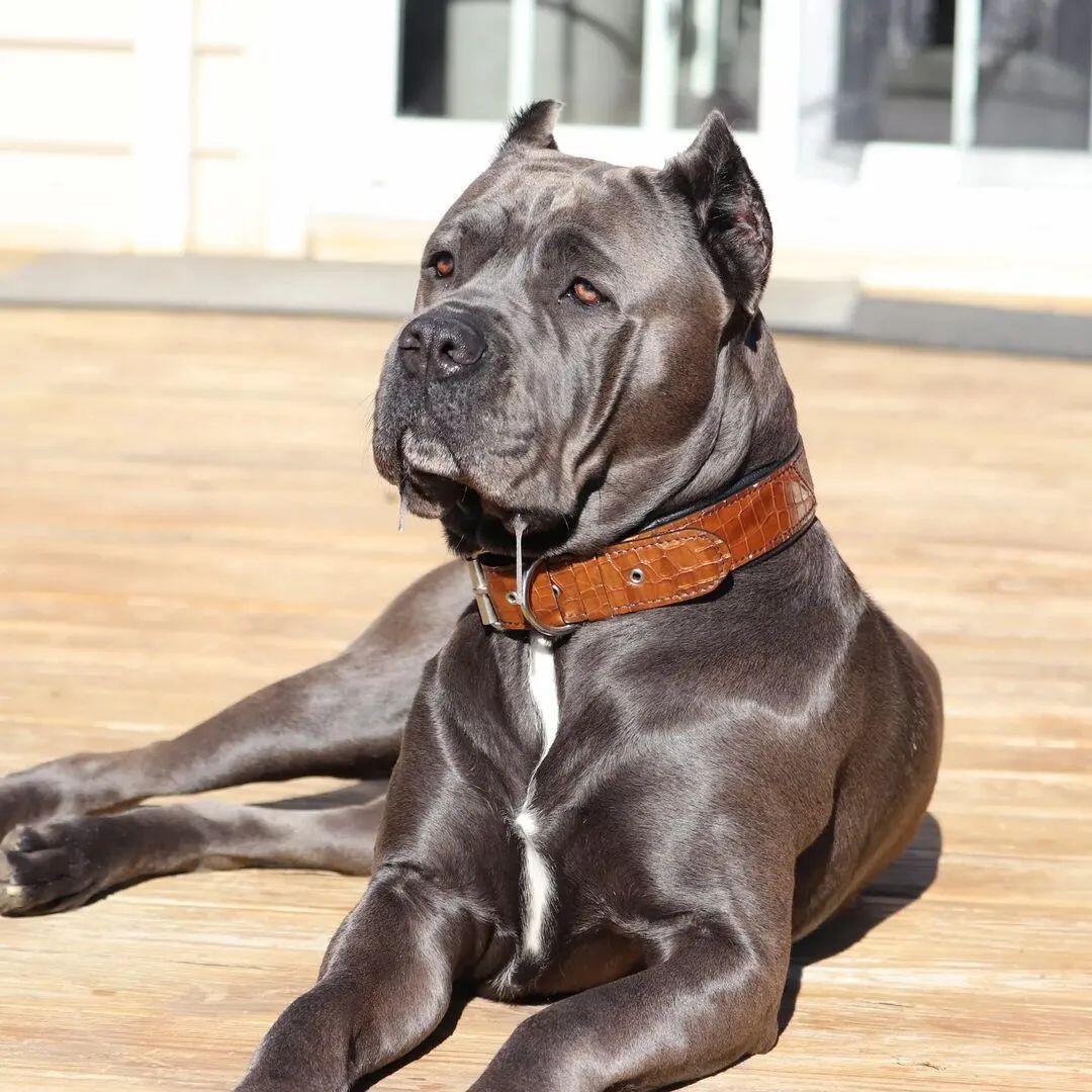 The "Korona" Dog Collar. Brown - Image 3