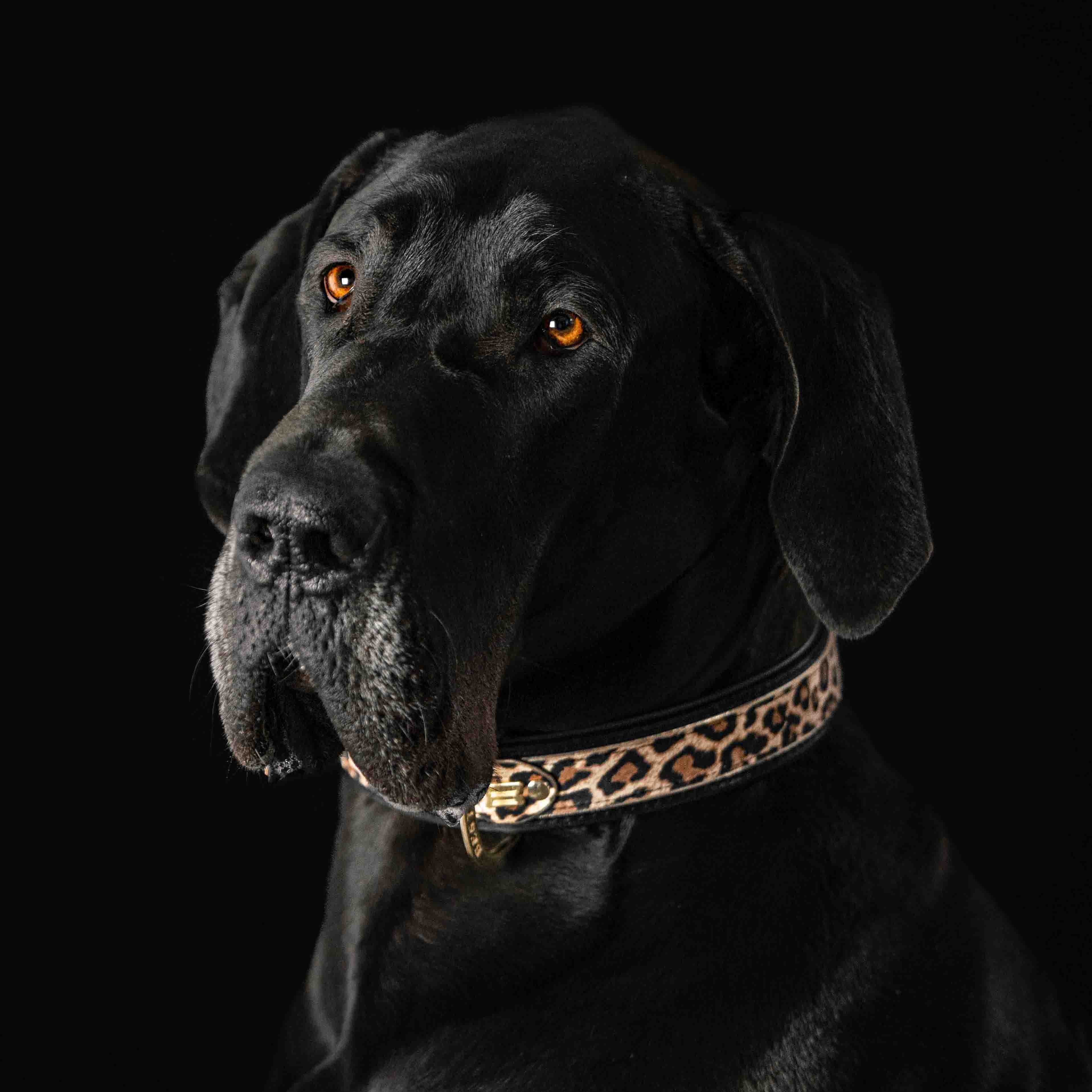 The "Leopard" Dog Collar - Image 3
