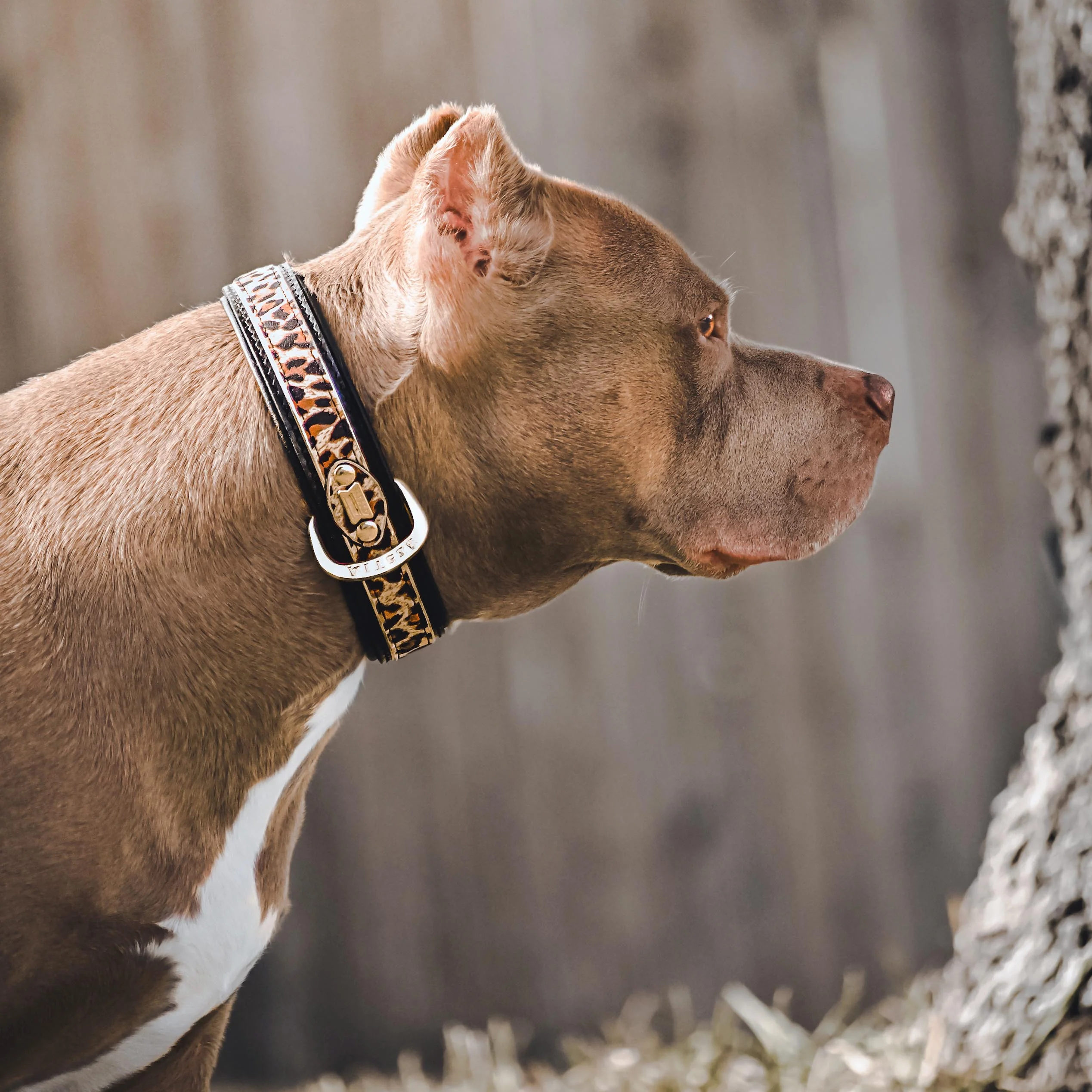 The "Leopard" Dog Collar - Image 4