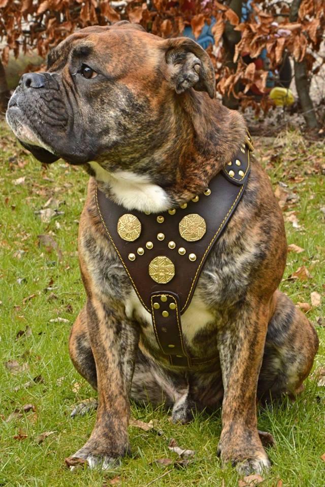 The "Maximus" Dog Harness. Brown - Image 3