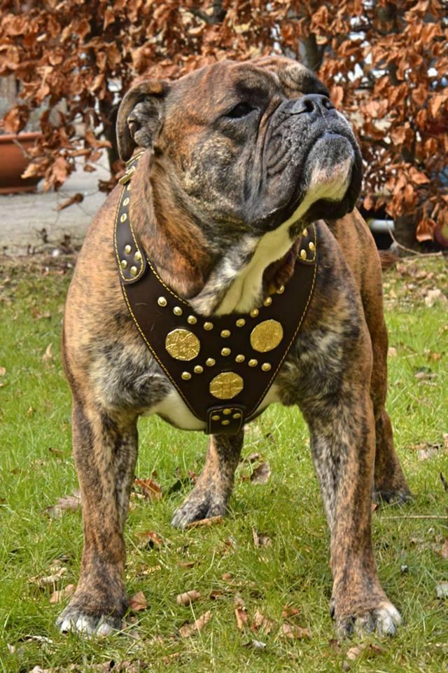 The "Maximus" Dog Harness. Brown - Image 4