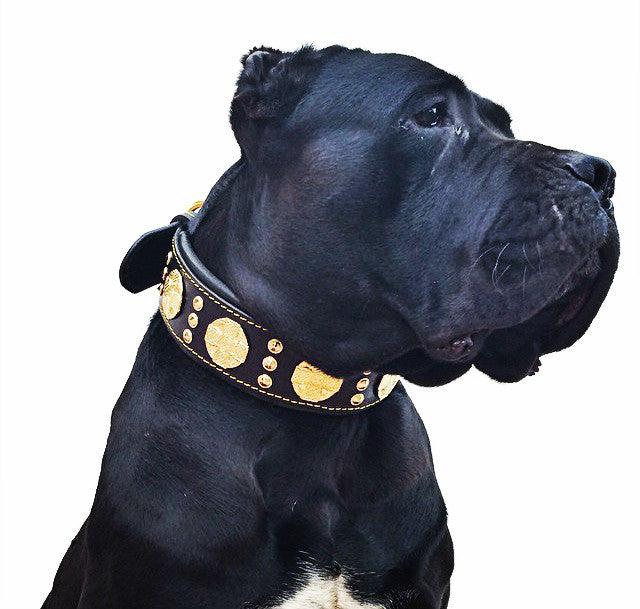 The "Maximus" Dog Collar 2.5-inch Wide. Black & Gold - Image 2