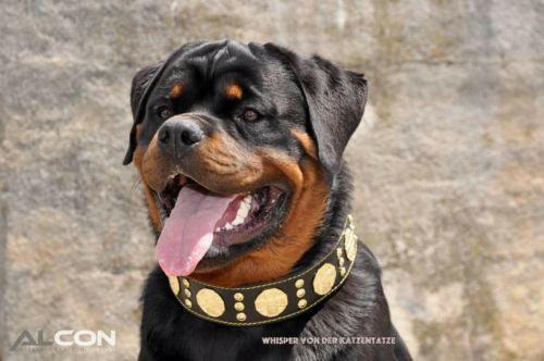 The "Maximus" Dog Collar 2.5-inch Wide. Black & Gold - Image 3