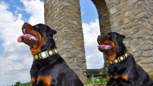 The "Maximus" Dog Collar 2.5-inch Wide. Black & Gold - Image 4