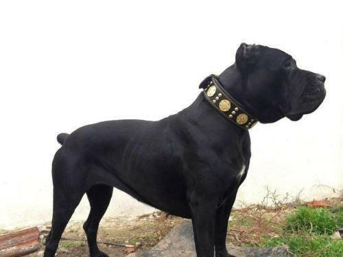 The "Maximus" Dog Collar 2.5-inch Wide. Black & Gold - Image 5
