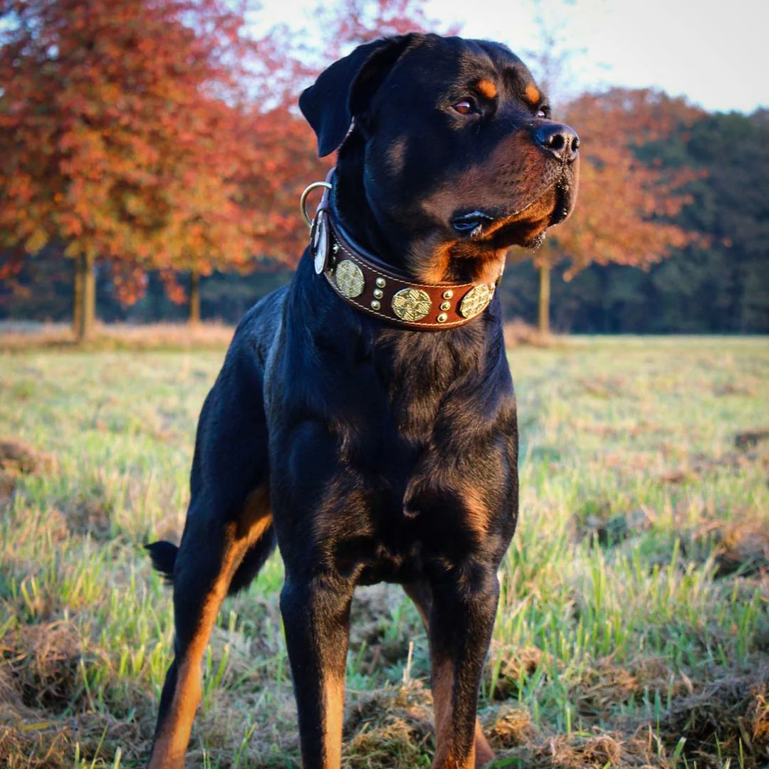 The "Maximus" Collar 2.5-inch Wide. Brown & Gold - Image 2