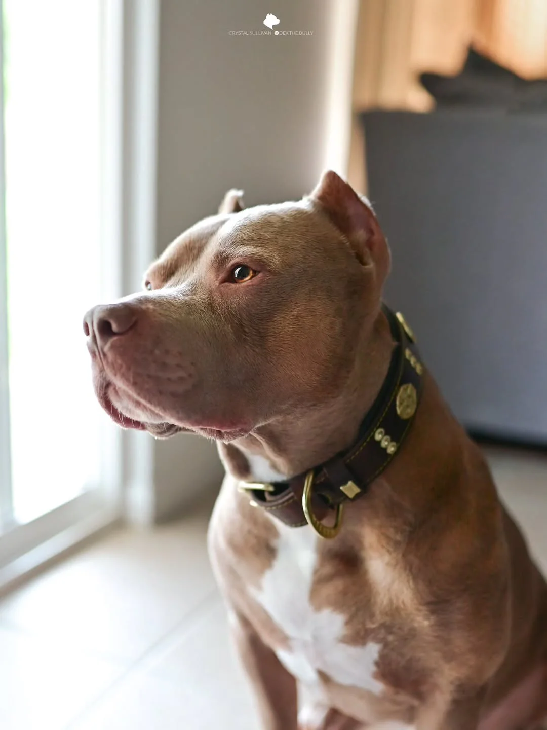 The "Maximus" Collar 2.5-inch Wide. Brown & Gold - Image 3