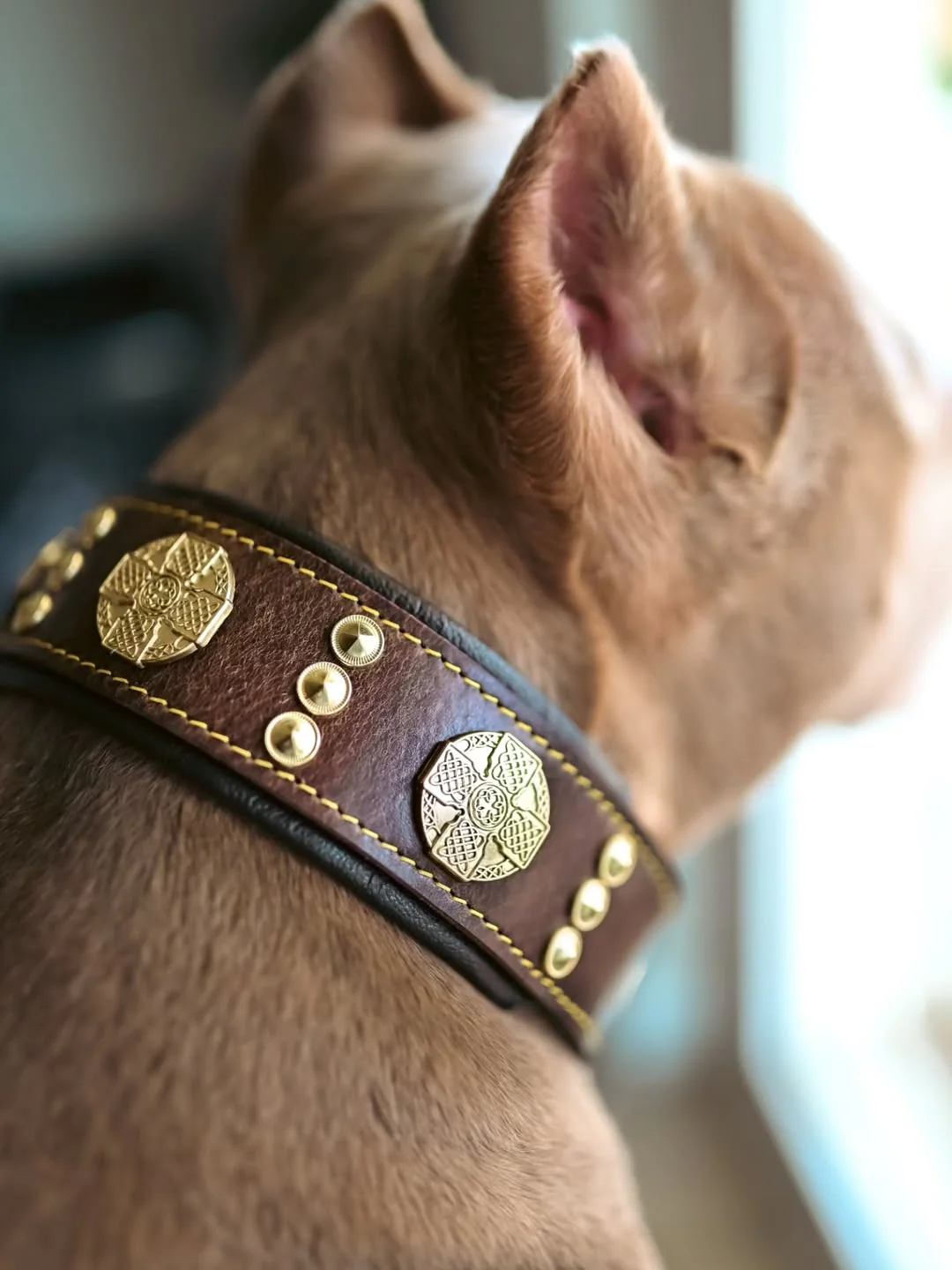 The "Maximus" Collar 2.5-inch Wide. Brown & Gold - Image 4
