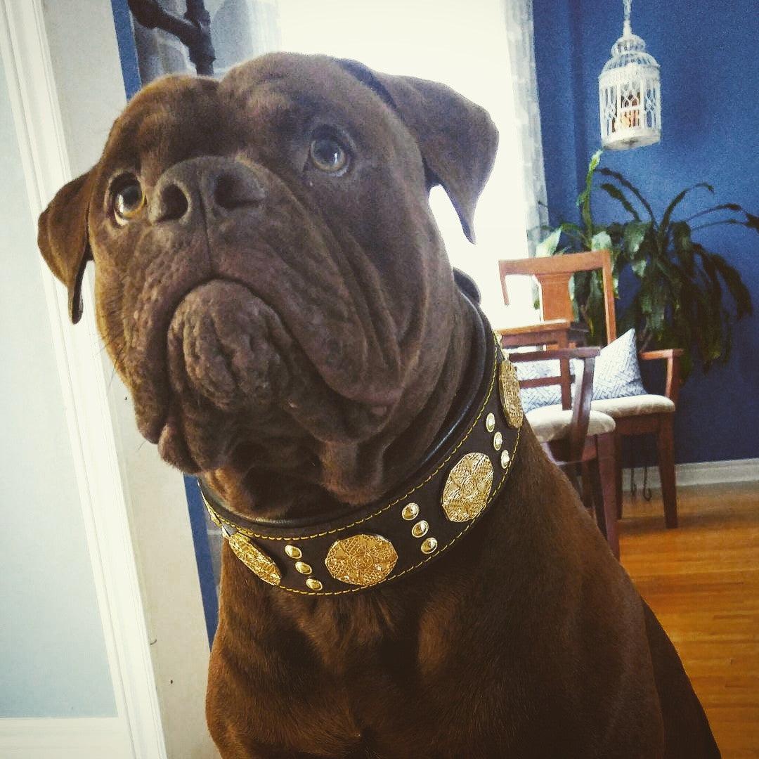 The "Maximus" Collar 2.5-inch Wide. Brown & Gold - Image 6