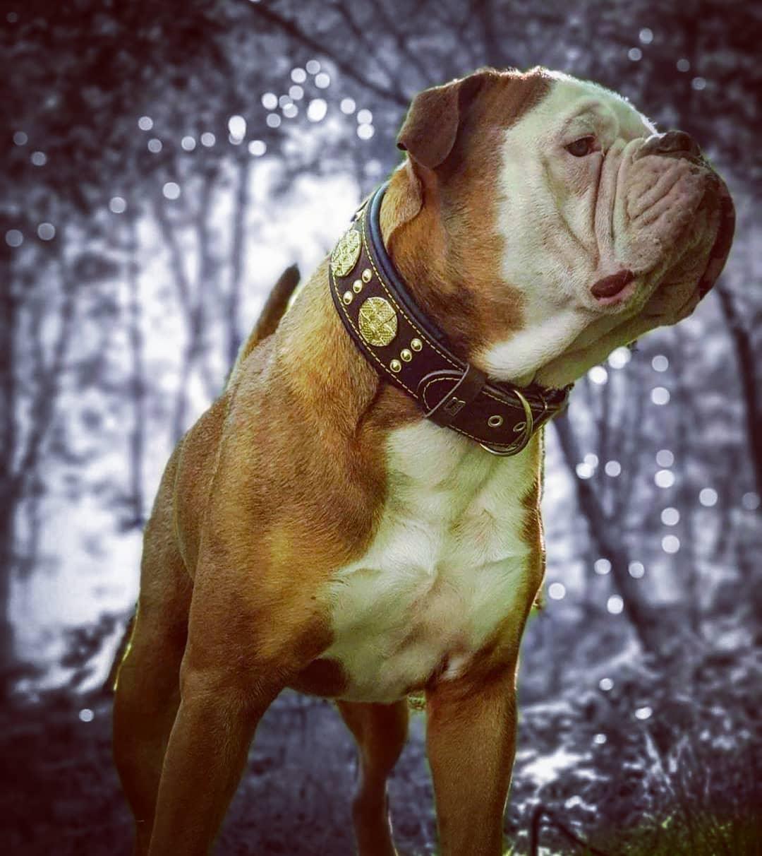 The "Maximus" Collar 2.5-inch Wide. Brown & Gold - Image 7