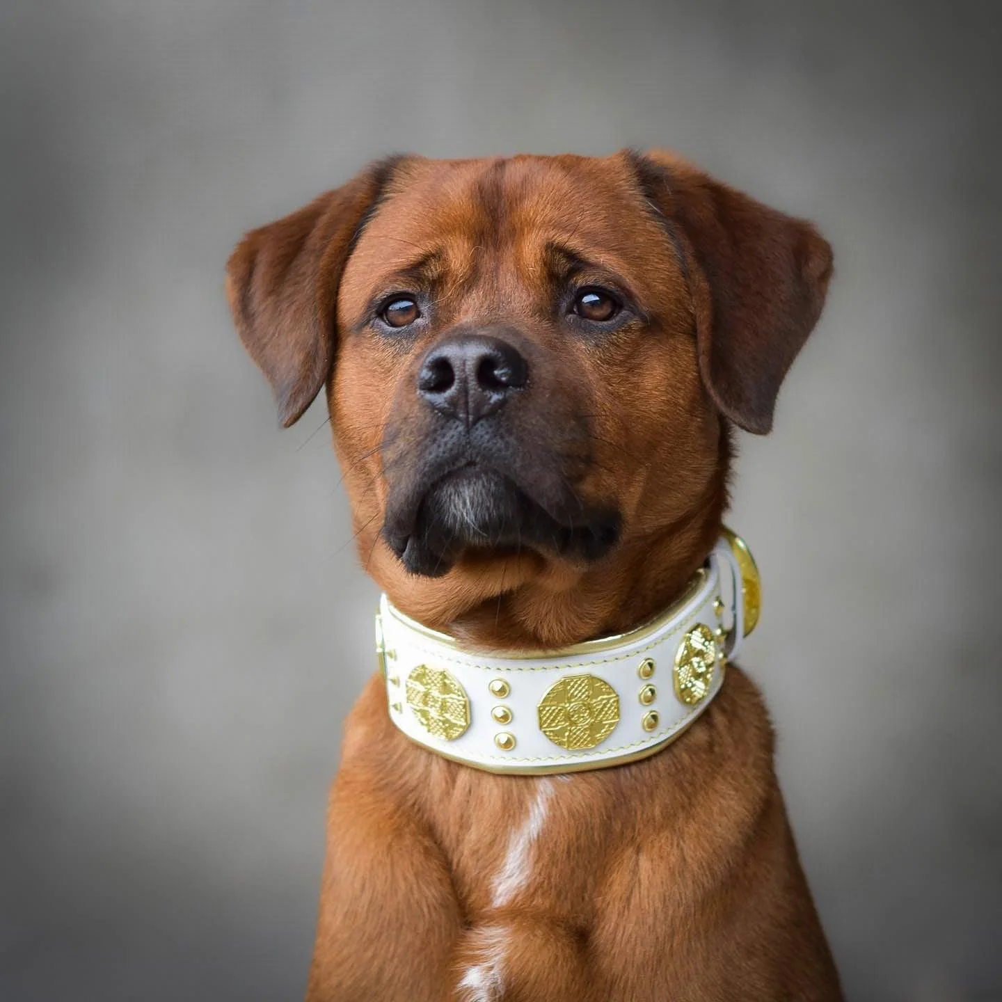 The "Maximus" Dog Collar 2.5-inch Wide. White & Gold - Image 2