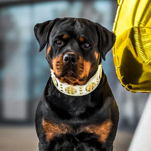 The "Maximus" Dog Collar 2.5-inch Wide. White & Gold - Image 3