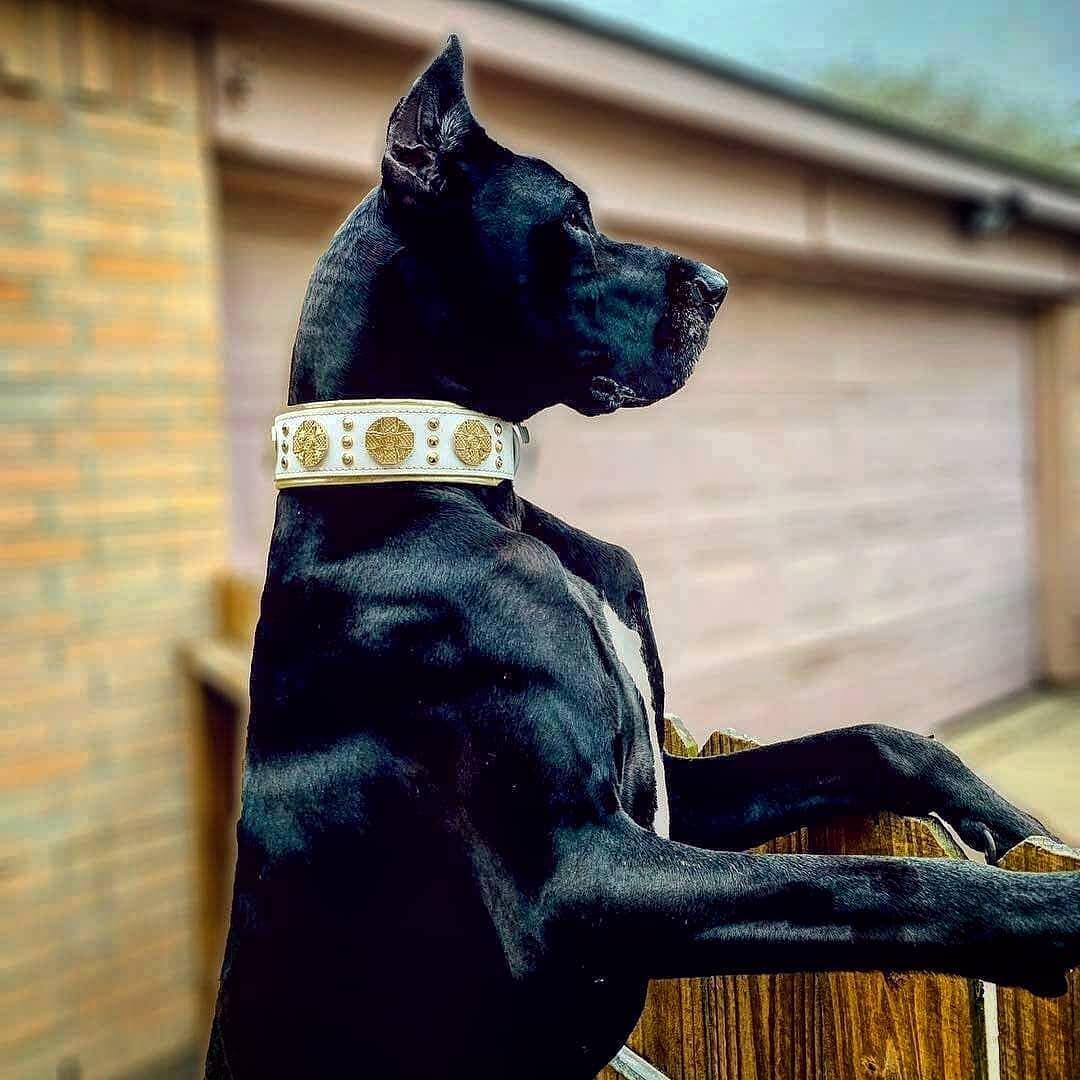 The "Maximus" Dog Collar 2.5-inch Wide. White & Gold - Image 4