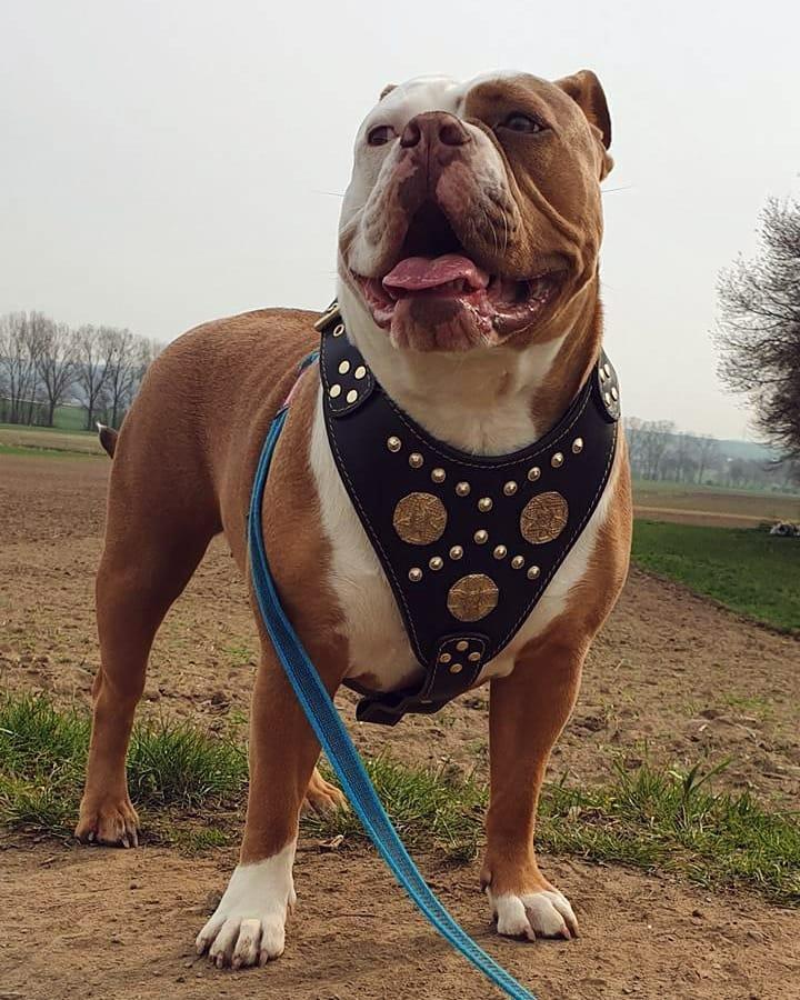 The "Maximus" Dog Harness. Black & Gold - Image 2