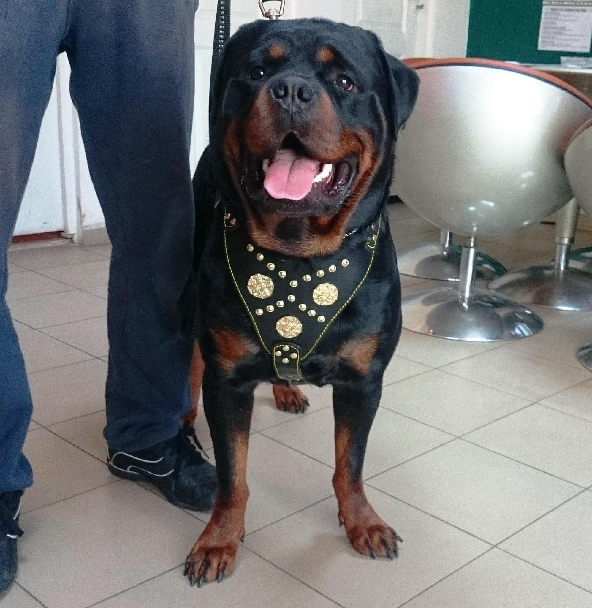 The "Maximus" Dog Harness. Black & Gold - Image 3