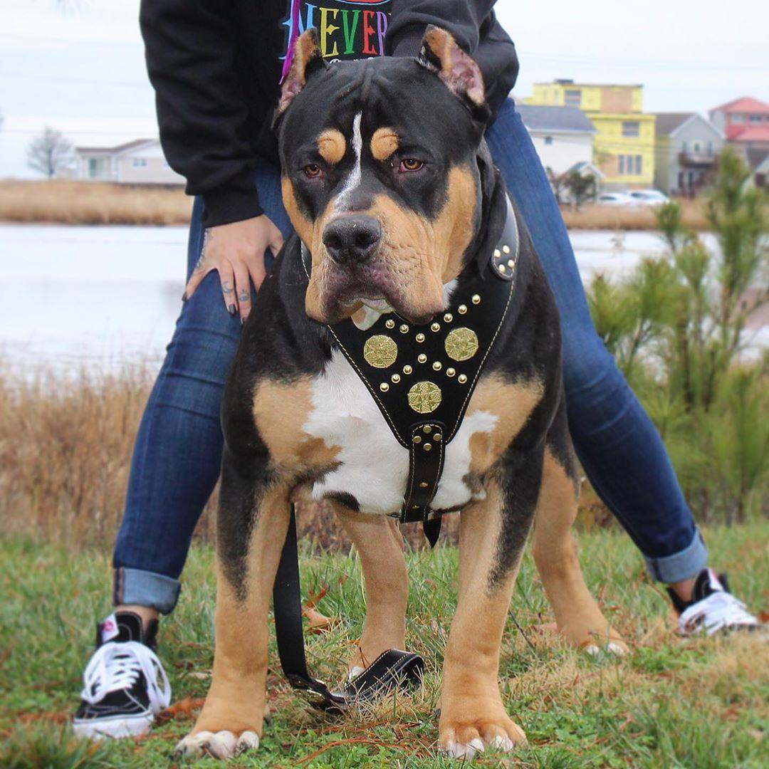 The "Maximus" Dog Harness. Black & Gold - Image 4