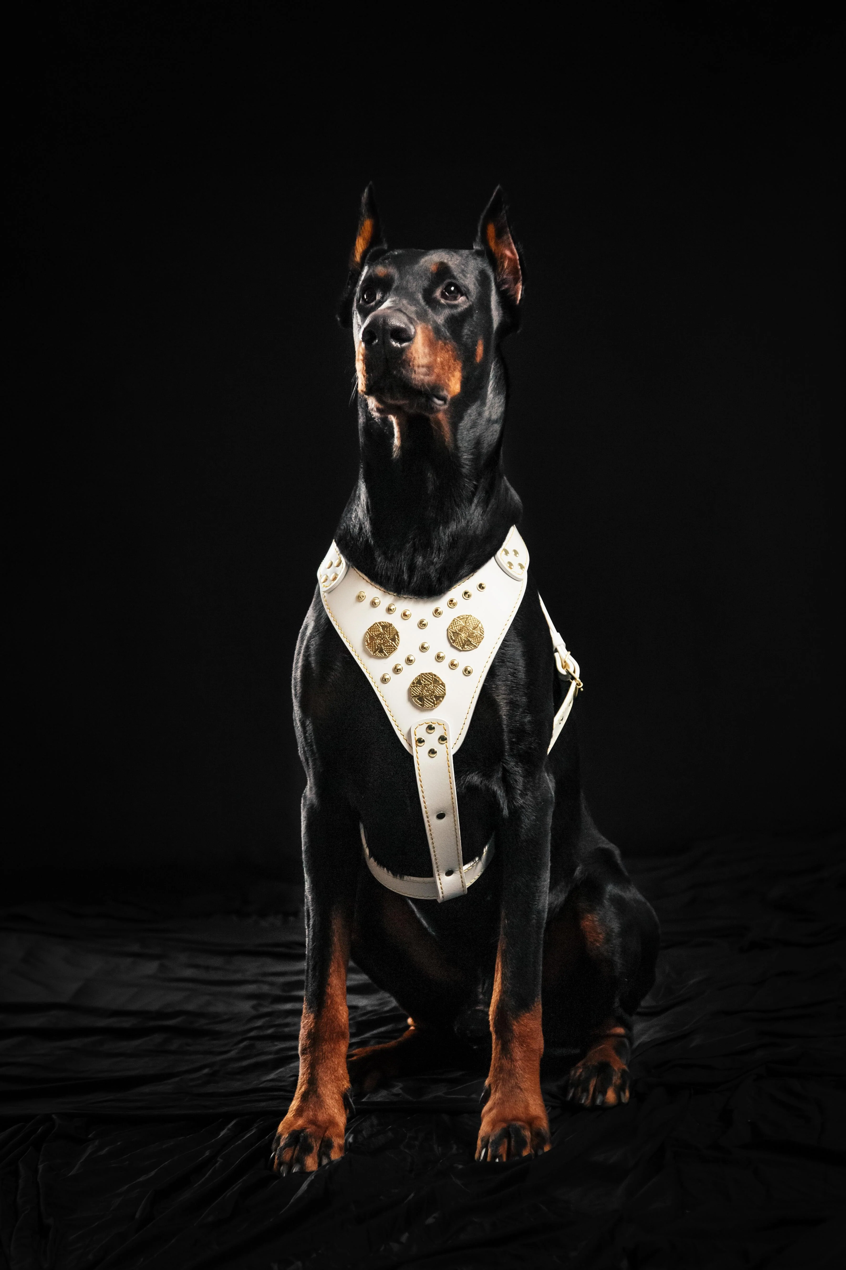 The "Maximus" Dog Harness. White - Image 3