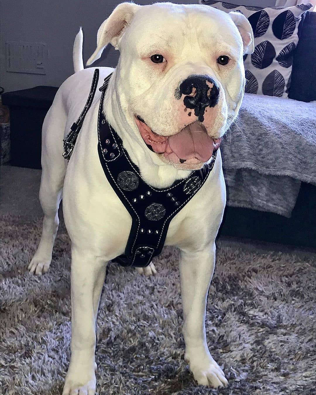 The "Maximus" Silver Dog Harness - Image 3