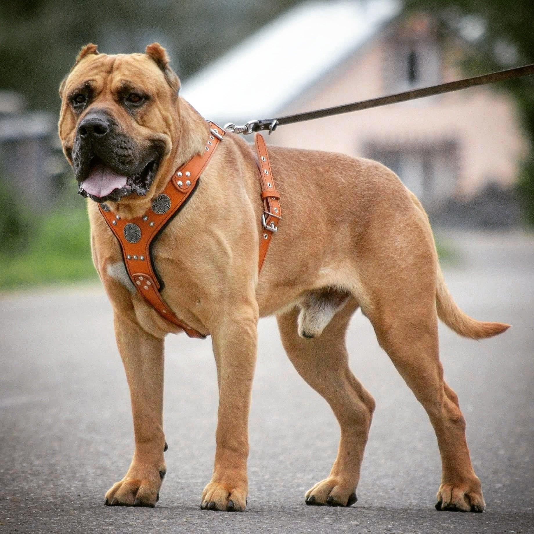 The "Maximus" Silver Dog Harness - Image 4