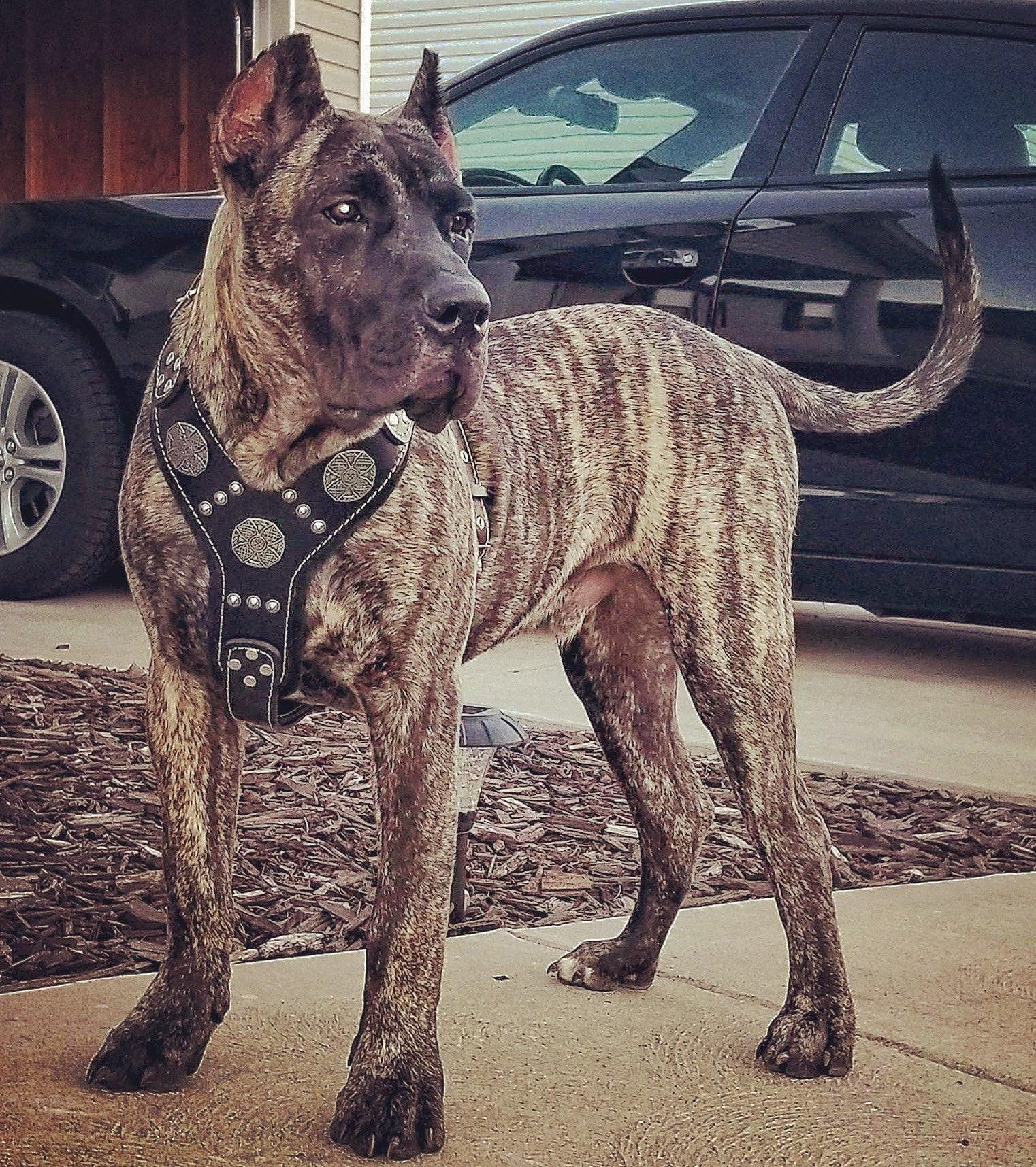 The "Maximus" Silver Dog Harness - Image 5