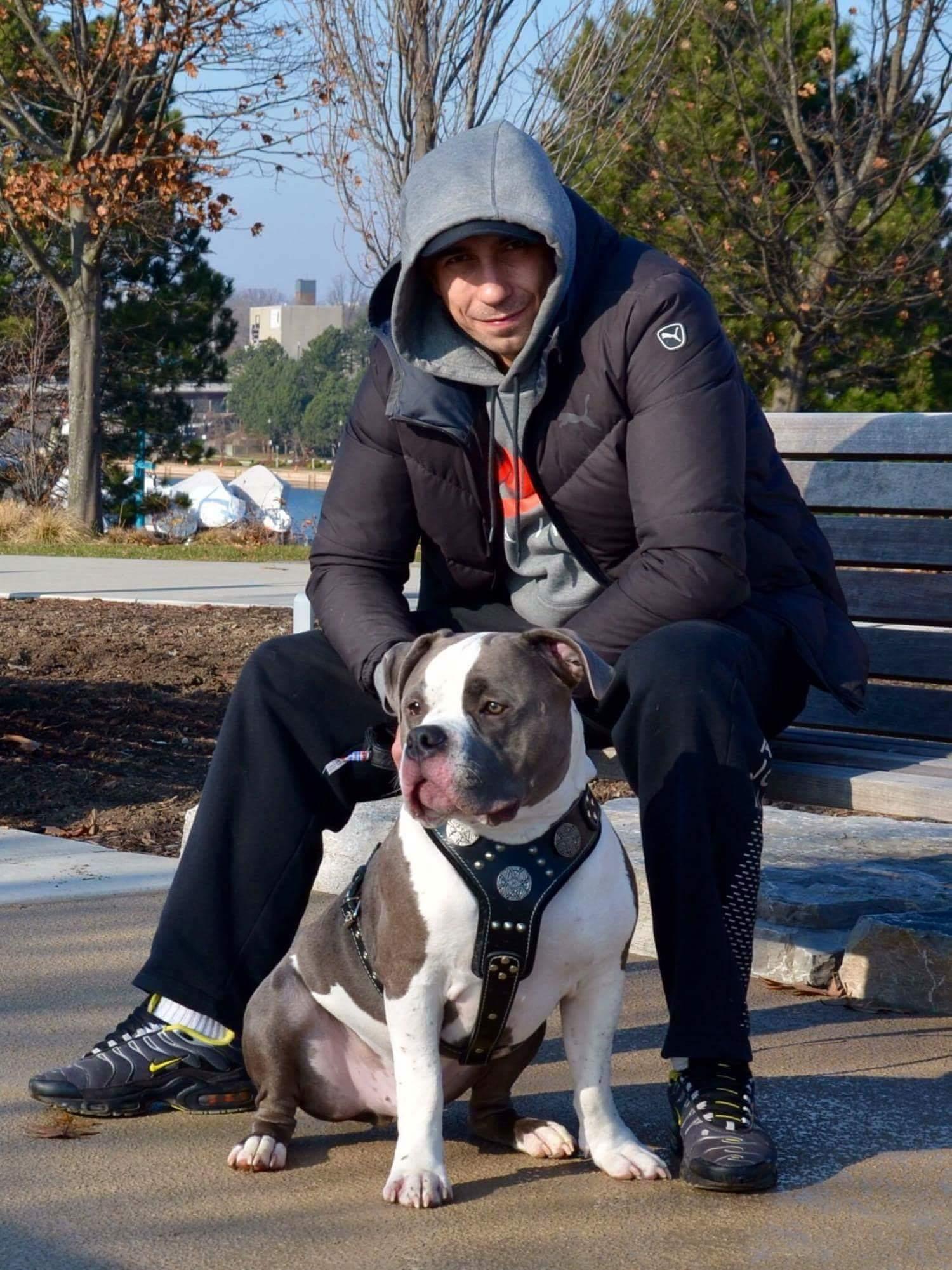 The "Maximus" Silver Dog Harness - Image 6