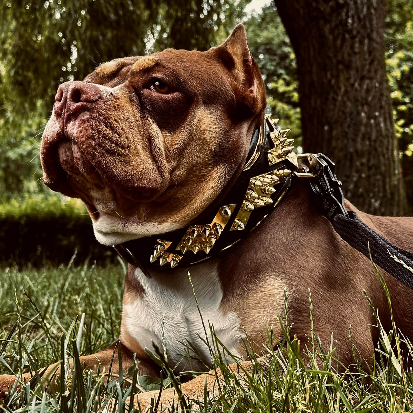 The "Midas" Dog Collar. Gold - Image 4