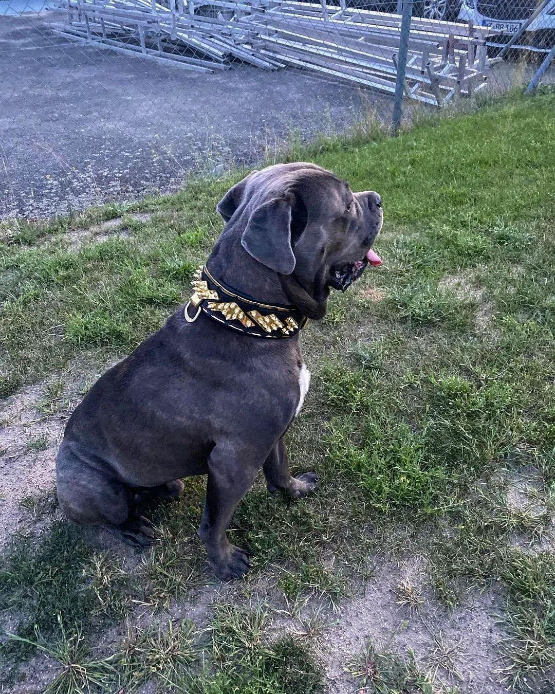 The "Midas" Dog Collar. Gold - Image 5