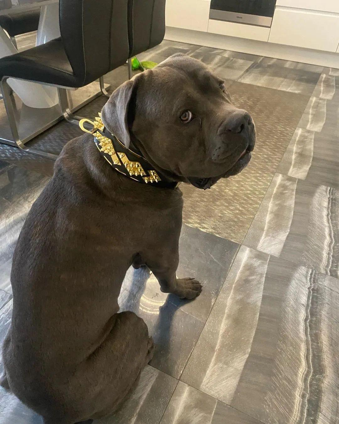 The "Midas" Dog Collar. Gold - Image 6
