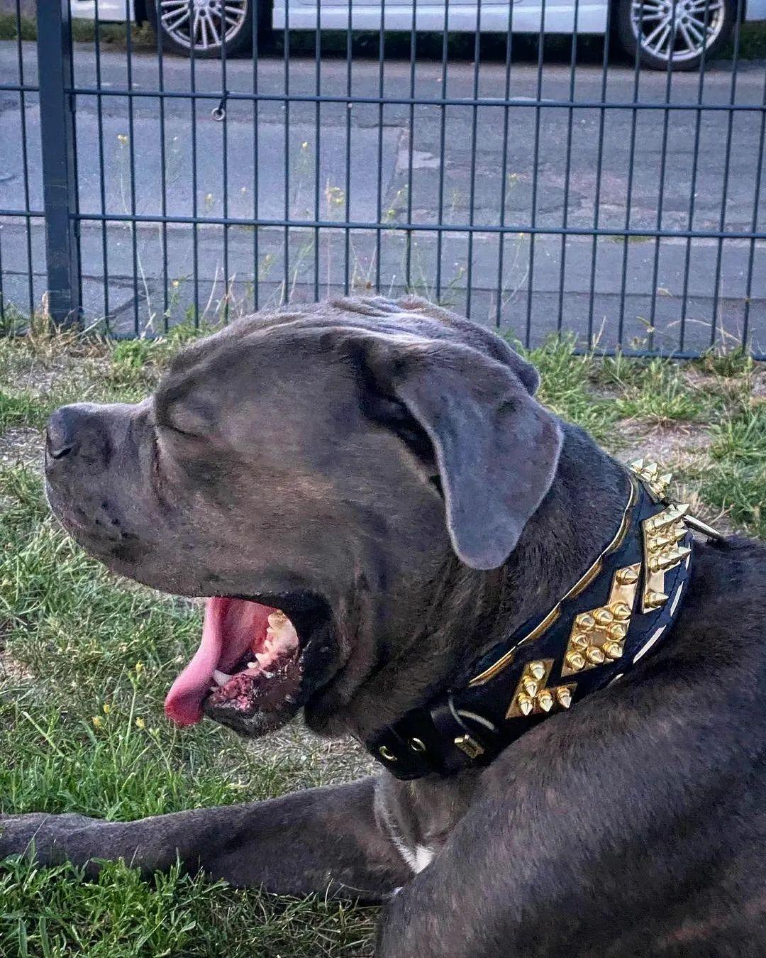 The "Midas" Dog Collar. Gold - Image 7