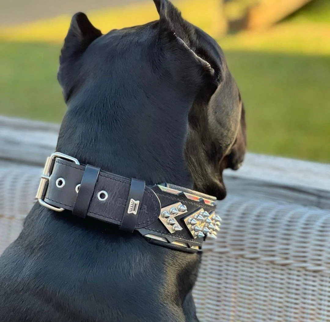 The "Midas" Dog Collar Silver - Image 5