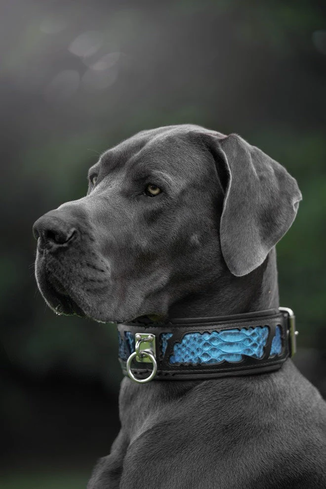 The "Morelia Python" Dog Collar - Image 2