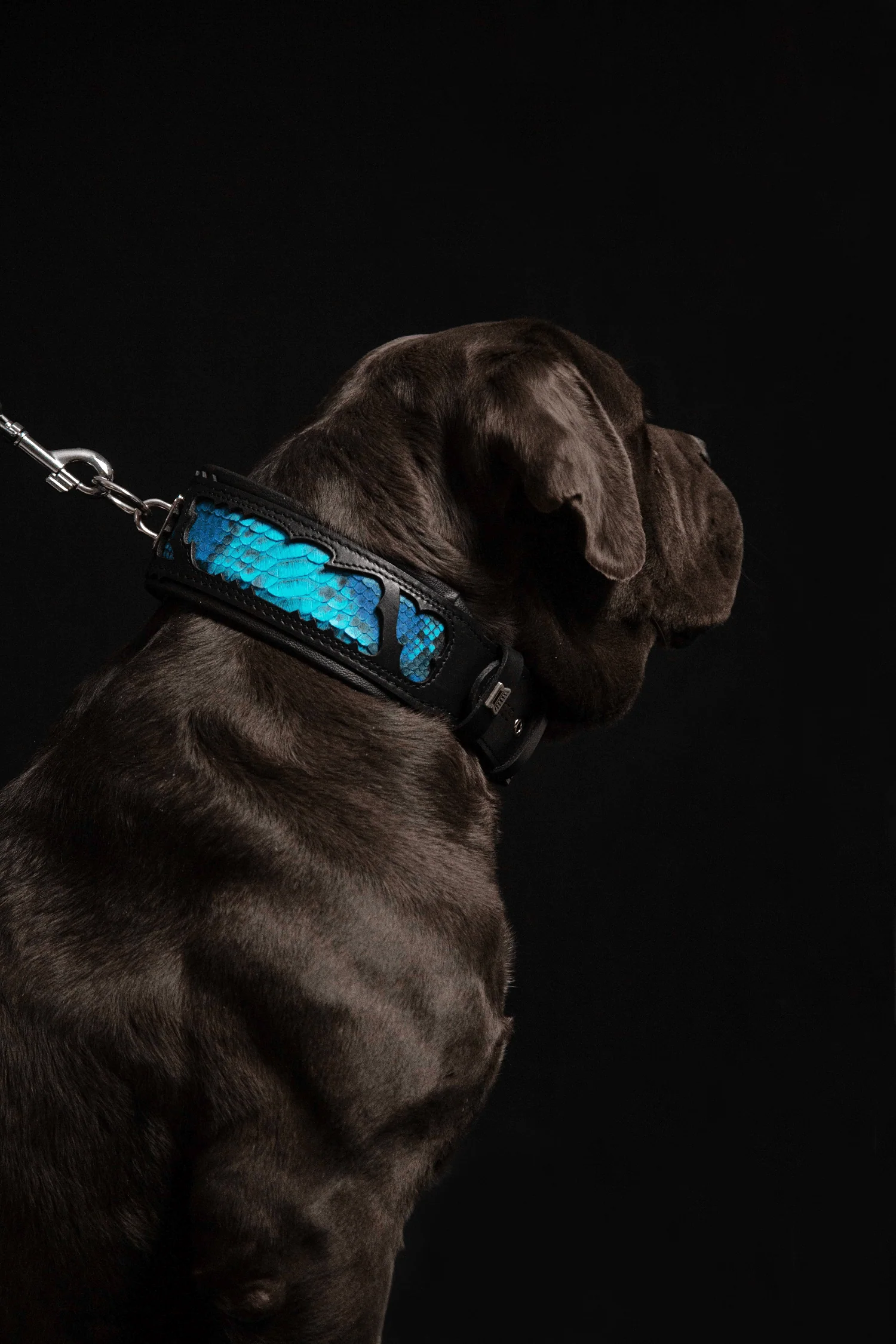 The "Morelia Python" Dog Collar - Image 7