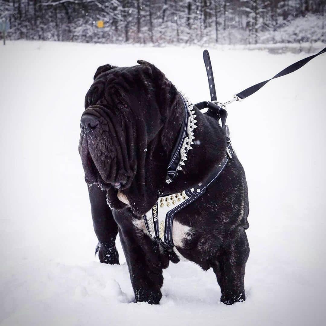 The "Platinum" Dog Harness - Image 4