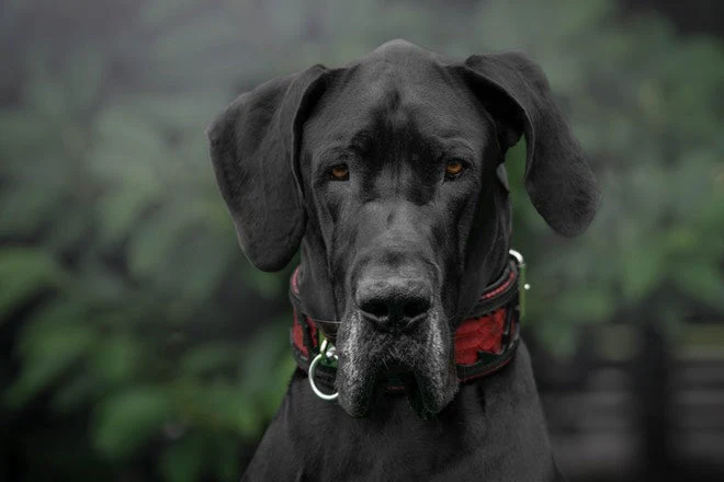 The "Red Dragon" Dog Collar - Image 2
