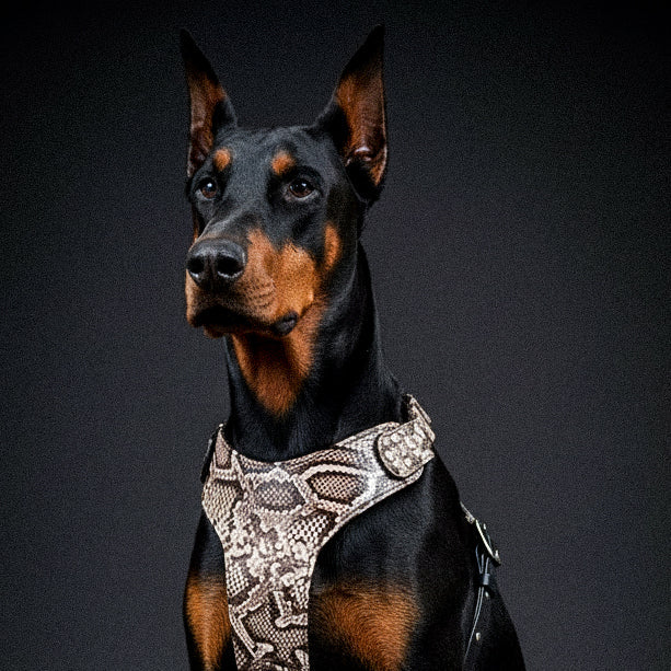 The "Rock Python" Dog Harness - Image 2