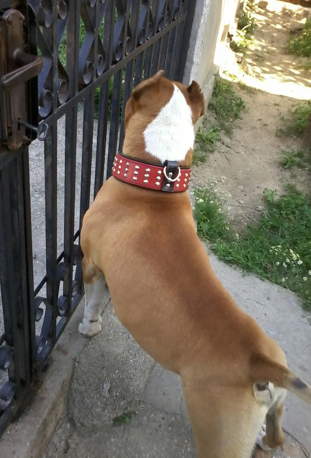 The "Star" Dog SET - Collar & Leash. Red - Image 2