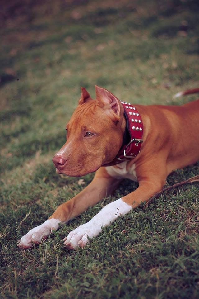 The "Star" Dog SET - Collar & Leash. Red - Image 3