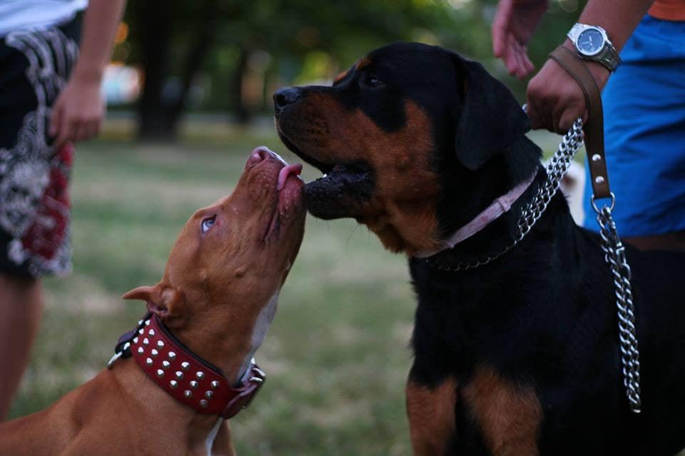 The "Star" Dog SET - Collar & Leash. Red - Image 4