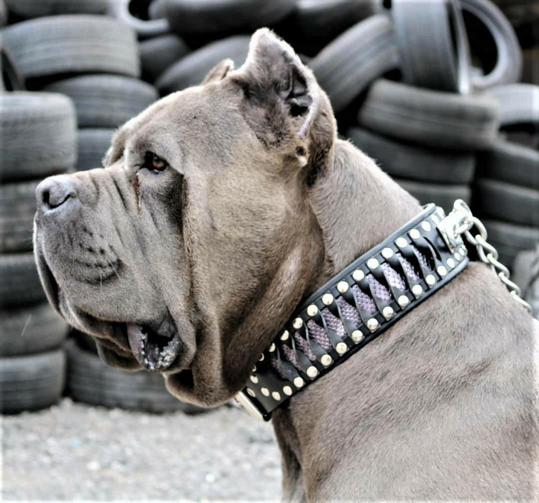 The "Steampunk" Collar Exclusive Design - Image 5