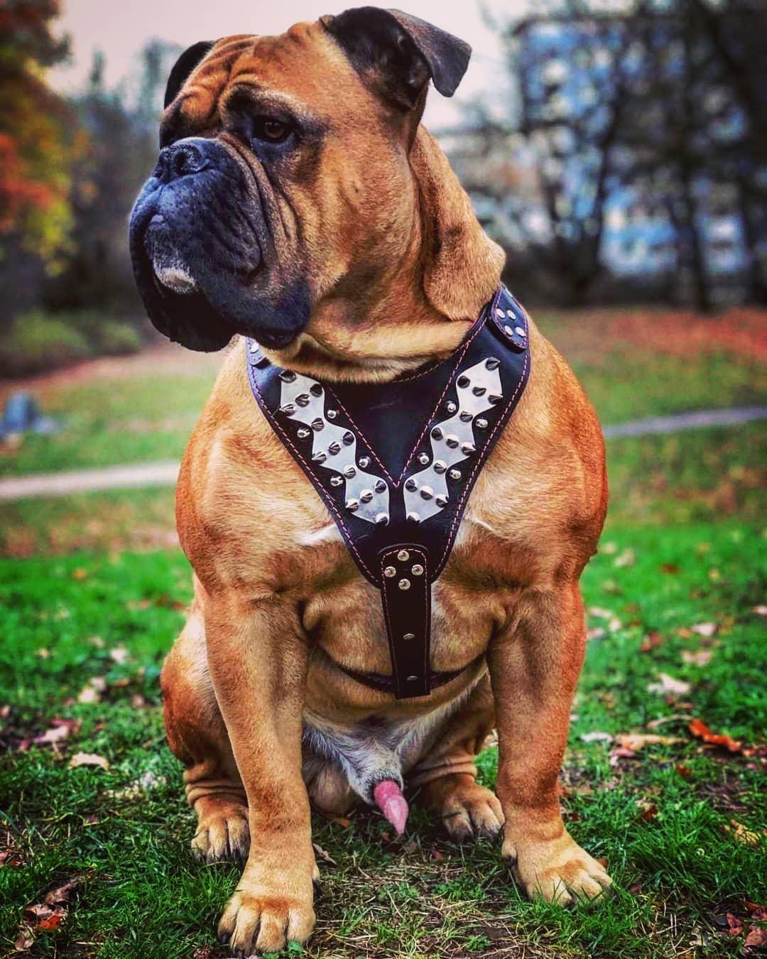 The "Steel" Dog Harness - Image 3