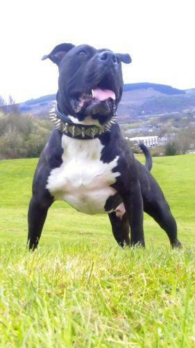 The "Steel" Dog Set - Image 2