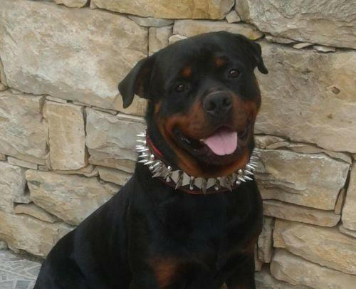 The "Steel" Dog Set - Image 3