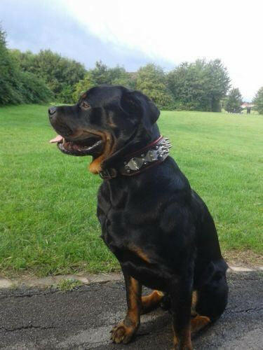 The "Steel" Dog Set - Image 4