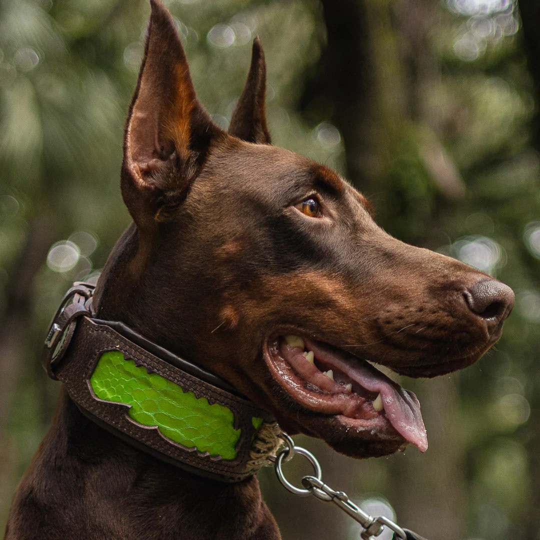 The ''Venom'' Dog Collar - Image 5