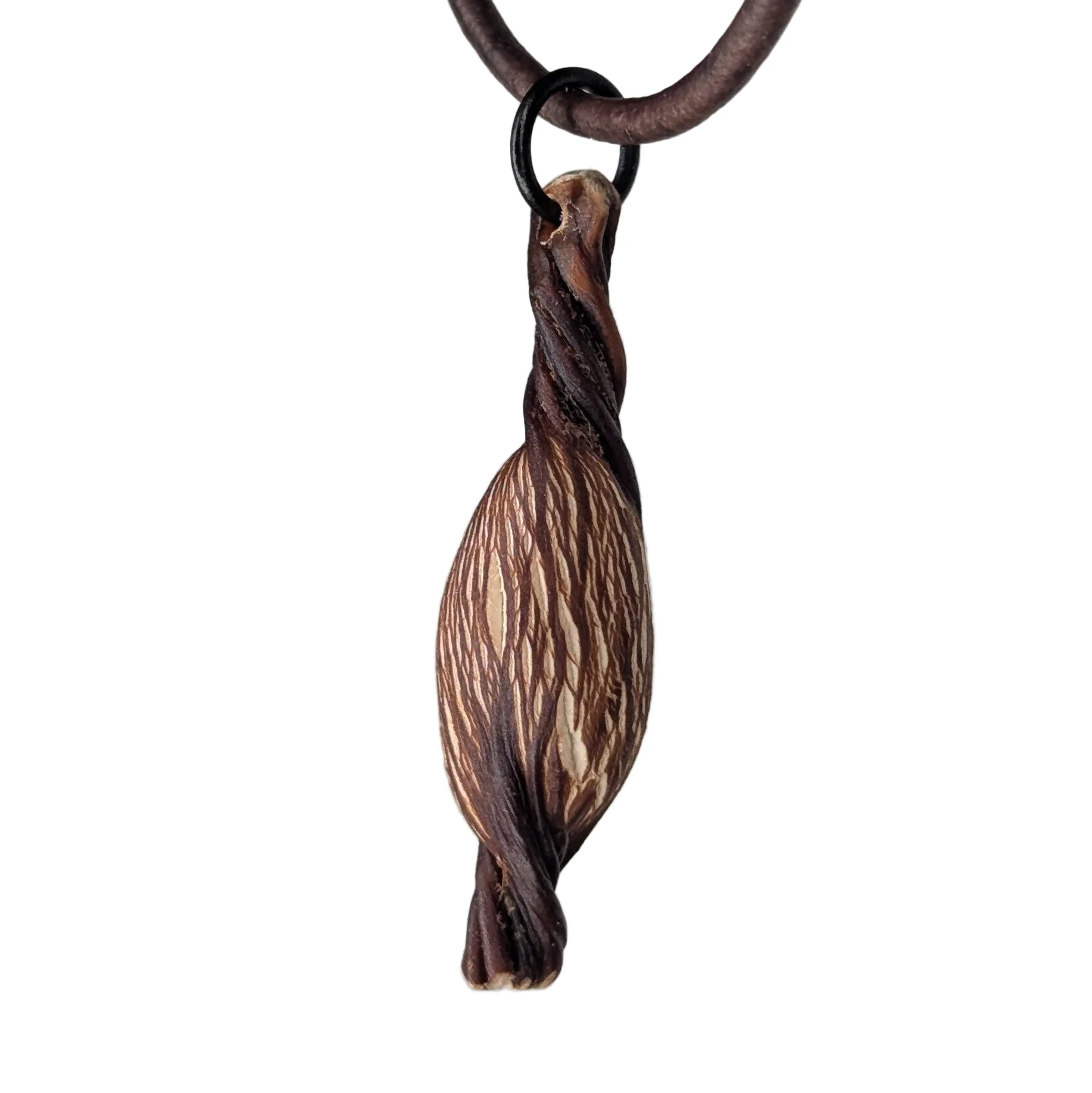 Turbinophycis Pendant Necklace
