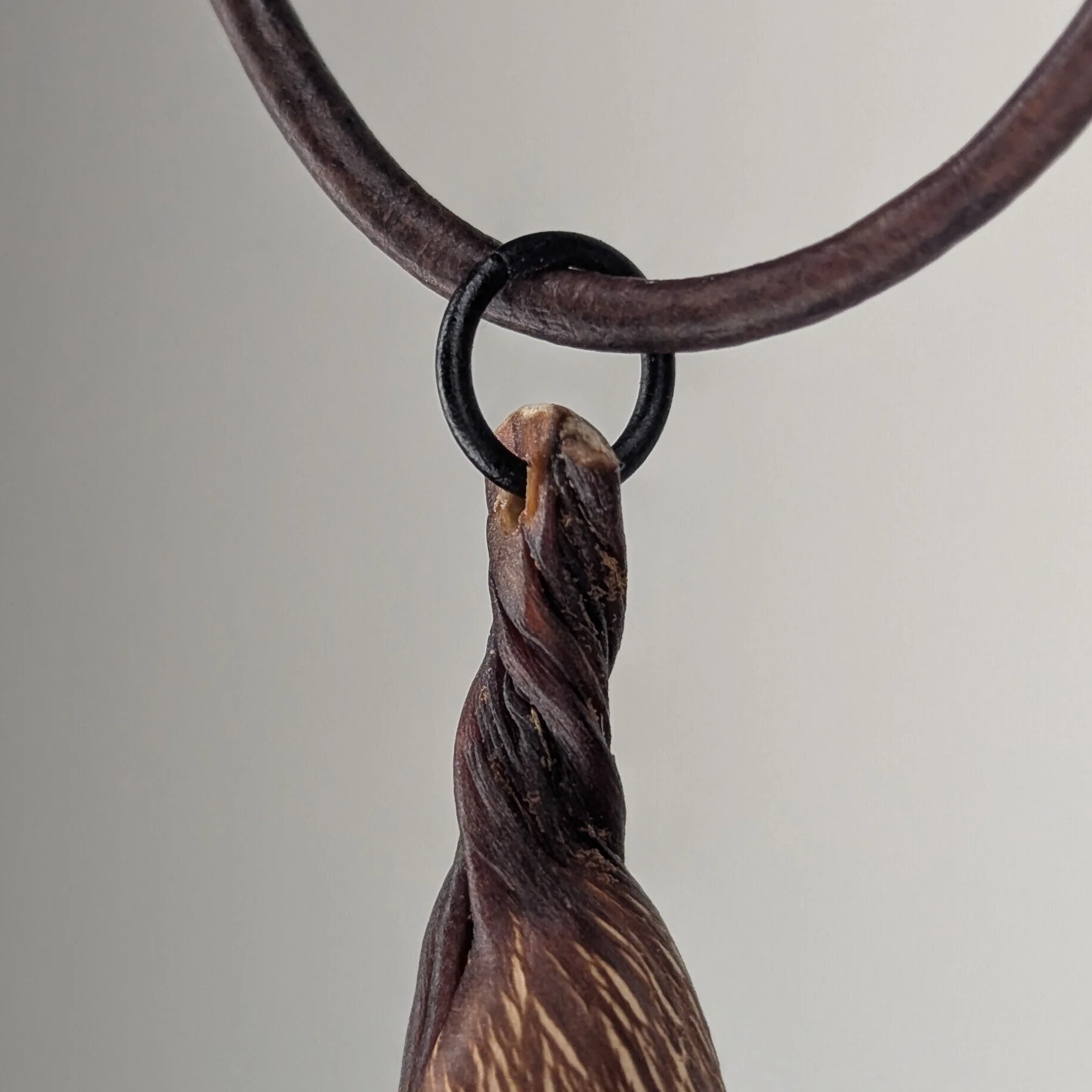 Turbinophycis Pendant Necklace - Image 3